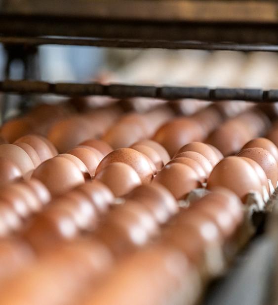 Los huevos y su aporte para mejorar el mundo