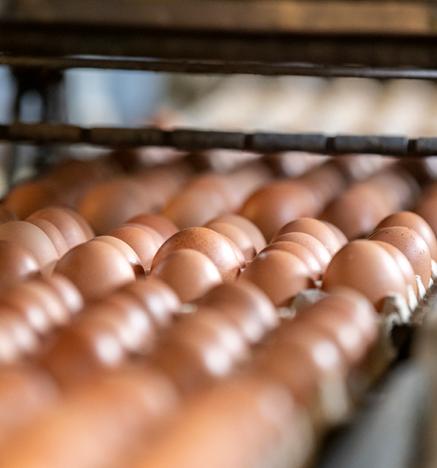 Los huevos y su aporte para mejorar el mundo