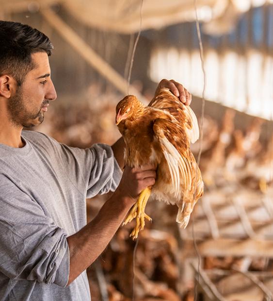 Iniciativas de los productores de huevo en Sostenibilidad