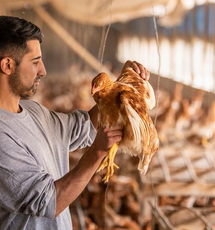 Iniciativas de los productores de huevo en Sostenibilidad