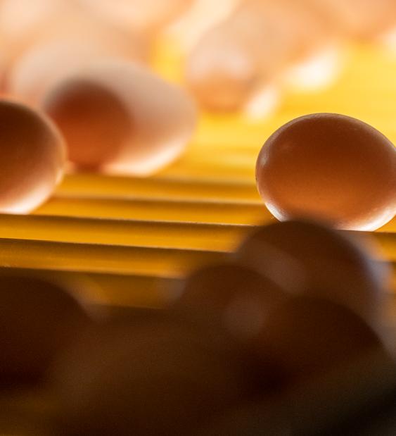 Programa de Calidad Chilehuevos