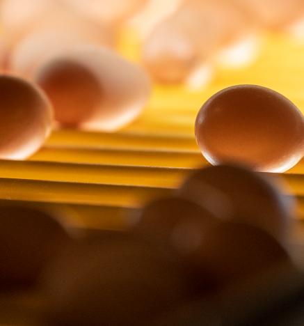 Programa de Calidad Chilehuevos