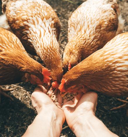 Un recorrido por los sistemas de producción de huevos