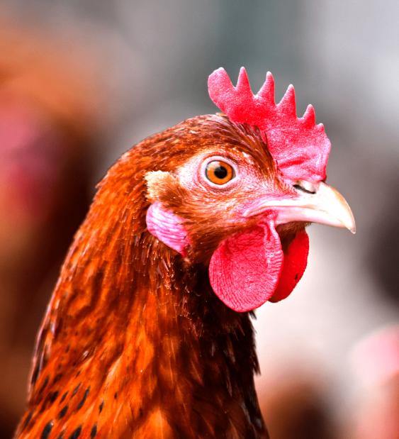 SAG y Chilehuevos presentan guía de bienestar animal