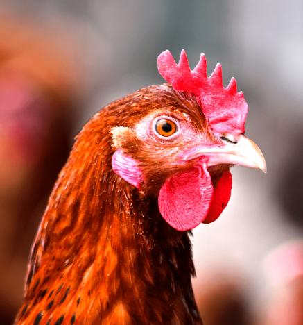 SAG y Chilehuevos presentan guía de bienestar animal