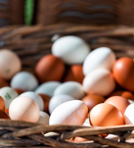 Sector privado chileno propone acciones para lograr la neutralidad de carbono