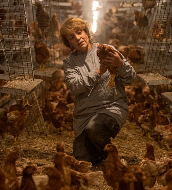 Los productores de huevo están comprometidos con el bienestar animal