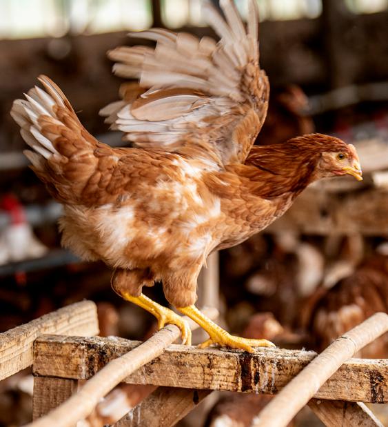 Productores de huevo canadienses acuerdan transición a colonia enriquecida