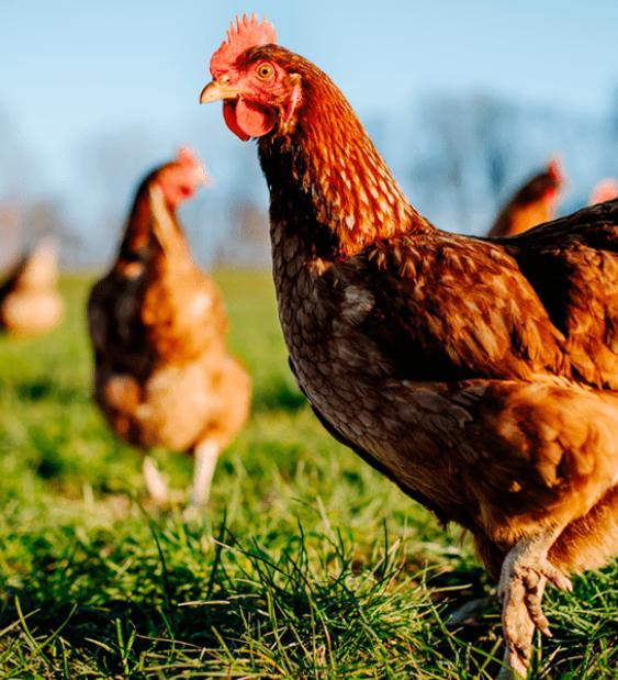 Ola de calor en Uruguay afecta a gallinas 