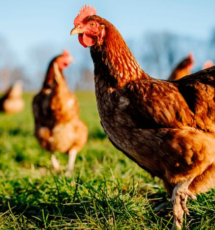 Ola de calor en Uruguay afecta a gallinas 
