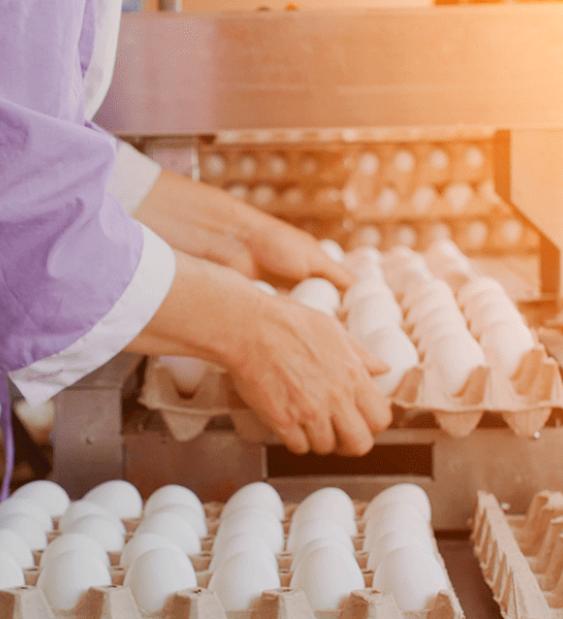 Debate: ¿hay diferencias entre el huevo que produce una gallina “libre” y la que está en jaulas?