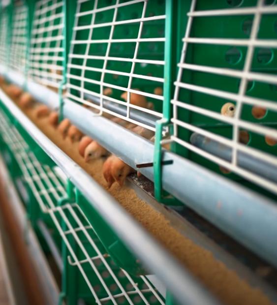 Bienestar animal en sistemas de producción convencional