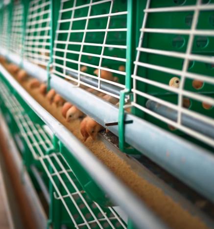 Bienestar animal en sistemas de producción convencional