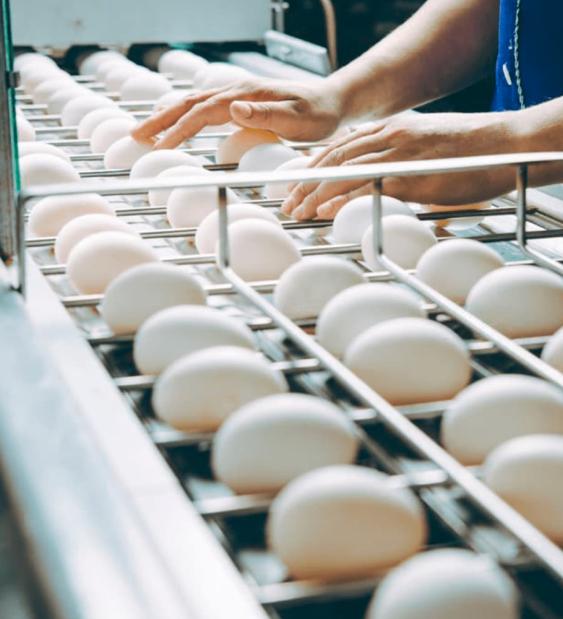 Industria del huevo en Chile: ¡Continúa avanzando prácticas productivas más sostenibles!