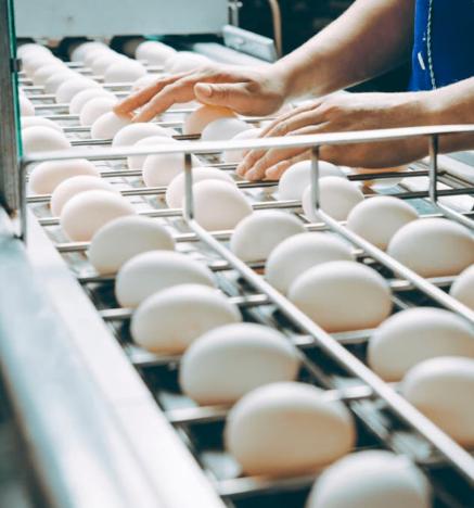 Industria del huevo en Chile: ¡Continúa avanzando prácticas productivas más sostenibles!