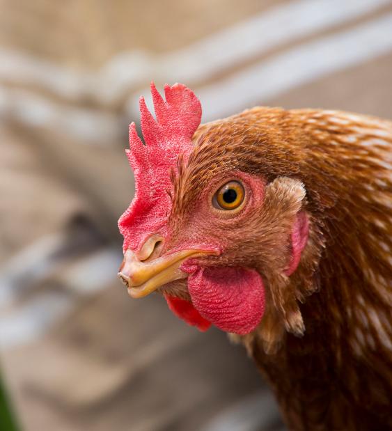 El despique de las gallinas favorece su bienestar animal