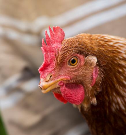 El despique de las gallinas favorece su bienestar animal