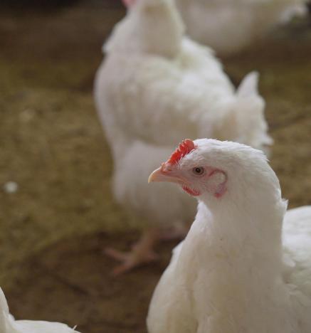 Las “Cinco Libertades” de la Organización Mundial de Sanidad Animal