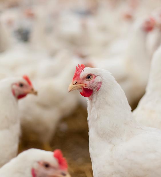 ¿Por qué se reemplazan las gallinas que completan su ciclo productivo?