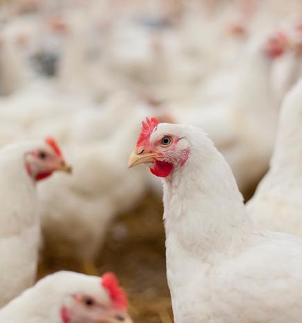 ¿Por qué se reemplazan las gallinas que completan su ciclo productivo?