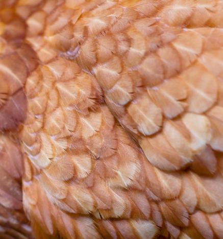 ¿Qué es la pelecha forzada?