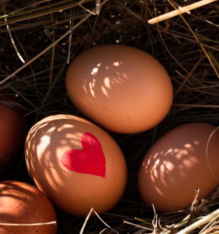 Sostenibilidad de los sistemas alimentarios